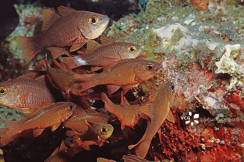 黄眼天竺鲷鱼群图片素材