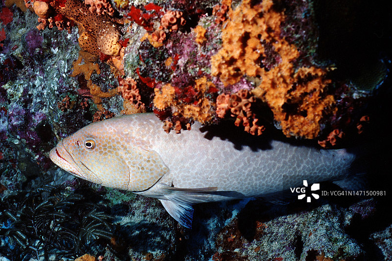 格雷斯比图片素材