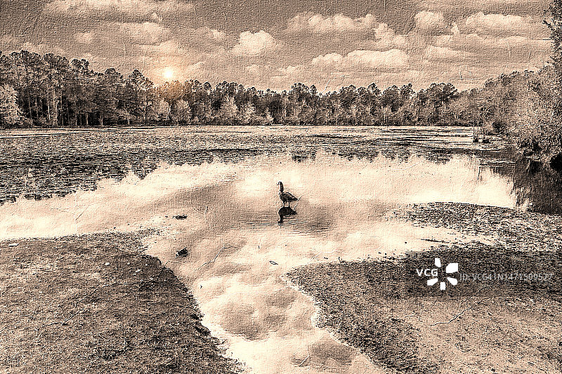 浇灌种植在花盆中的幼苗图片素材