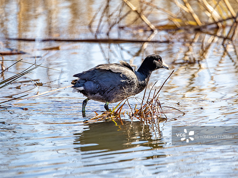 美国的傻瓜图片素材