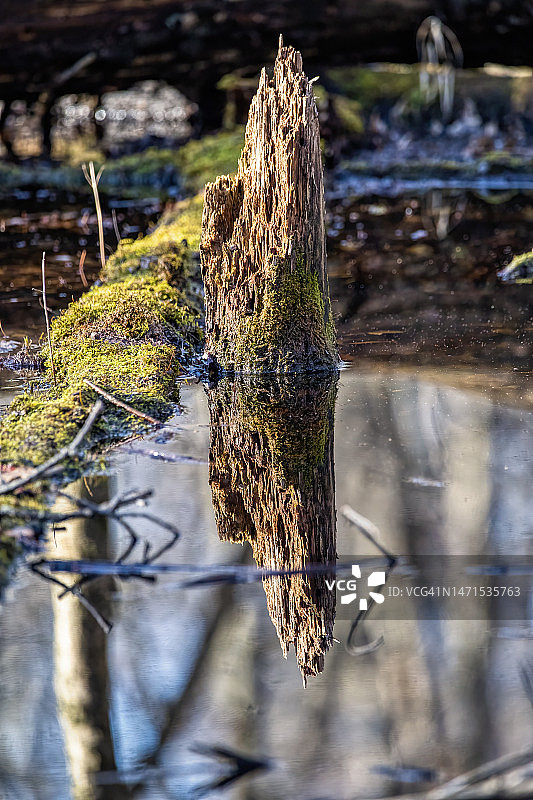 沼泽中的倒影图片素材