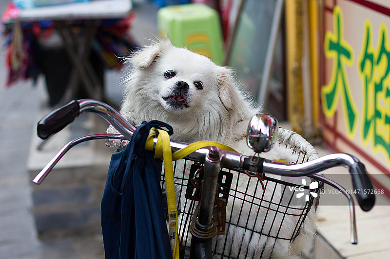篮子里的狗图片素材