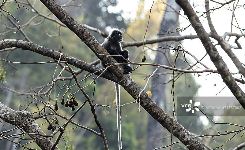 泰国岗卡章国家公园热带雨林中的乌叶猴图片素材