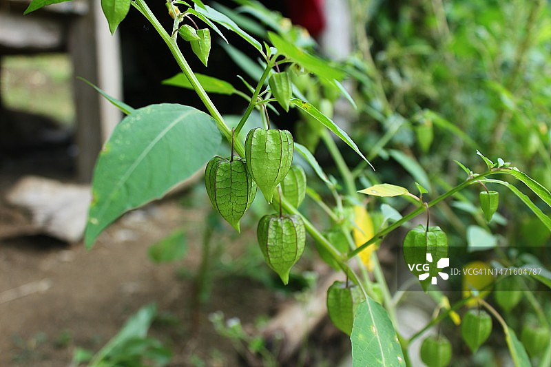 树上的猪草、灯笼果（学名：Physalis angulata L.）图片素材