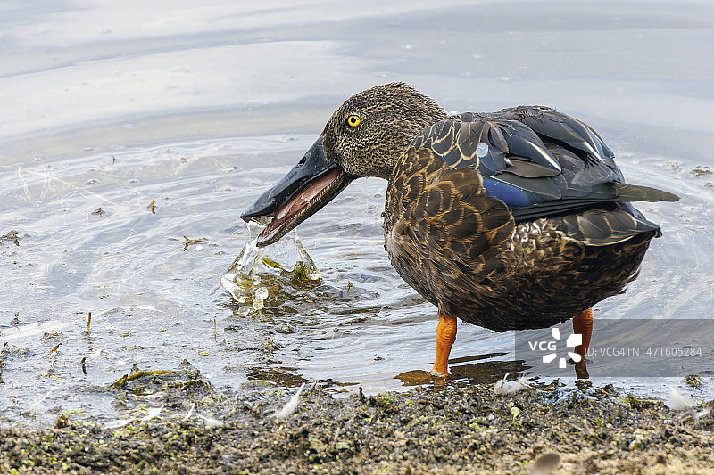 澳洲琵琶鸭图片素材