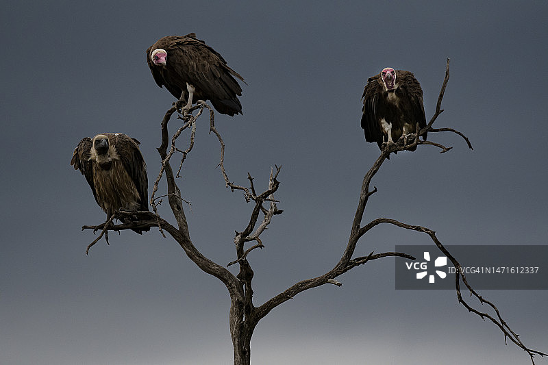 两只棕榈鹫和一只白背兀鹫站在一棵枯树上图片素材