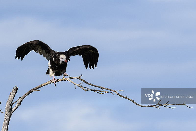 栖息在枯树上的白头鹫图片素材