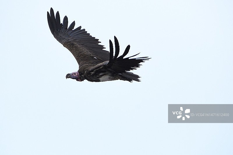 飞行中的秃鹫图片素材
