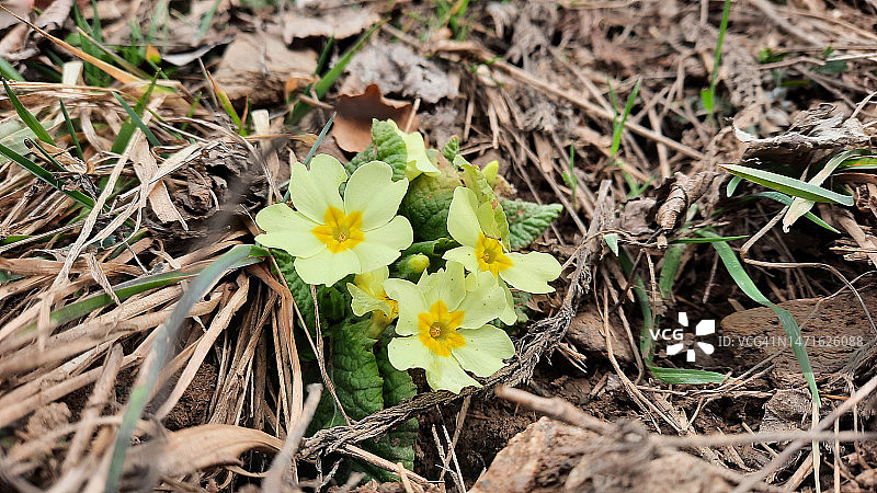 黄色报春花图片素材