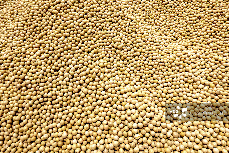 大豆图片素材