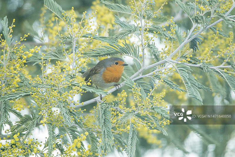 在含羞树上的知更鸟图片素材
