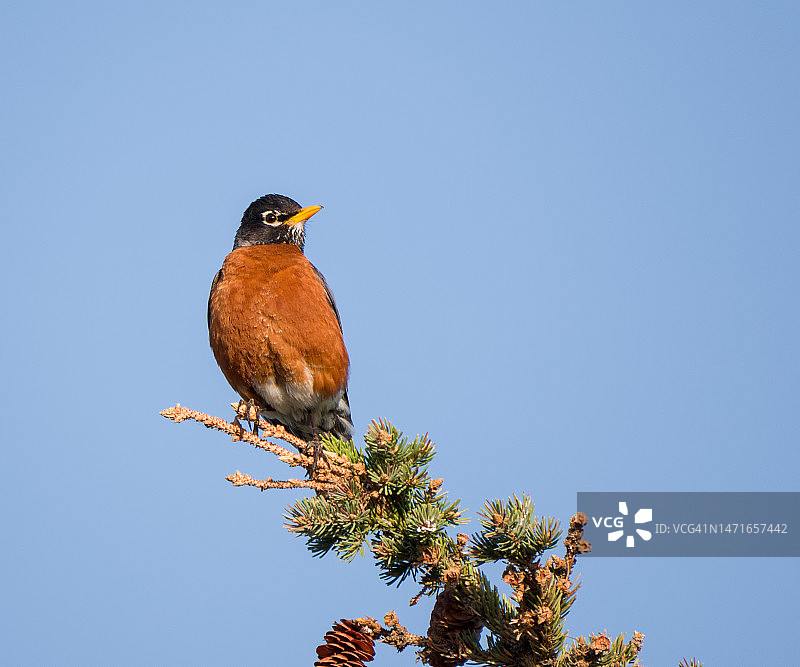 加拿大西部松树顶端的美洲知更鸟图片素材