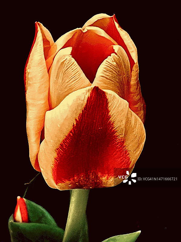 红色和黄色的郁金香花园（郁金香近景）图片素材