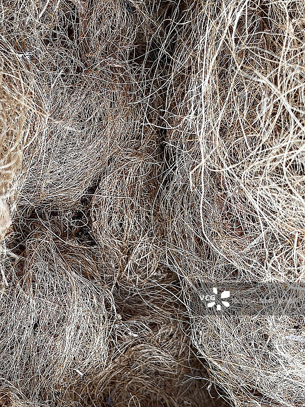 特写镜头下的棕榈图片素材