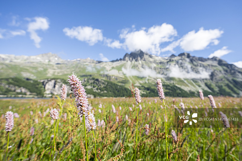 瑞士恩嘎丁山谷粉色蓼花田图片素材