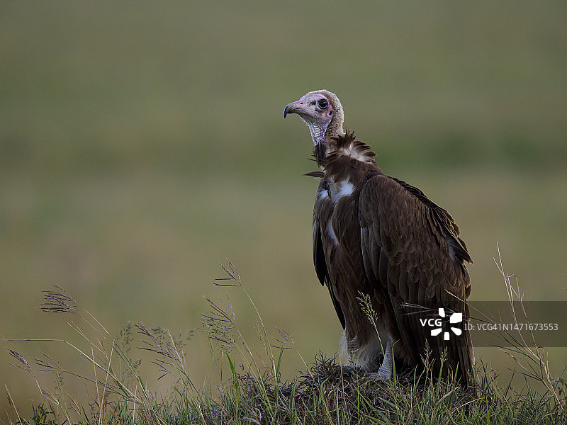 非洲秃鹫图片素材