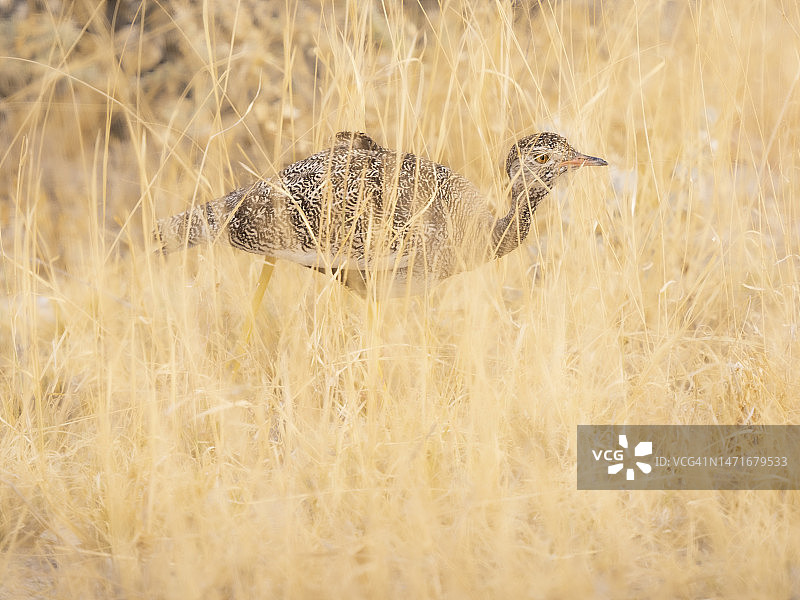 雌性北方黑科哈安（Afrotis afraoides）图片素材