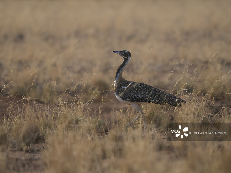 草原上的吕佩尔鸨图片素材