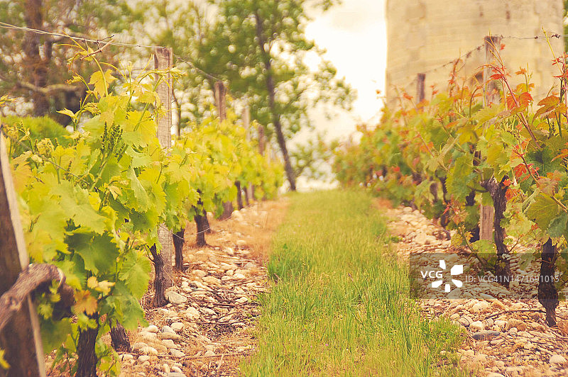 葡萄园车道图片素材
