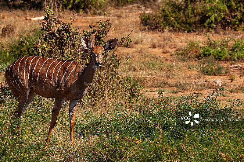 雌性薮羚图片素材