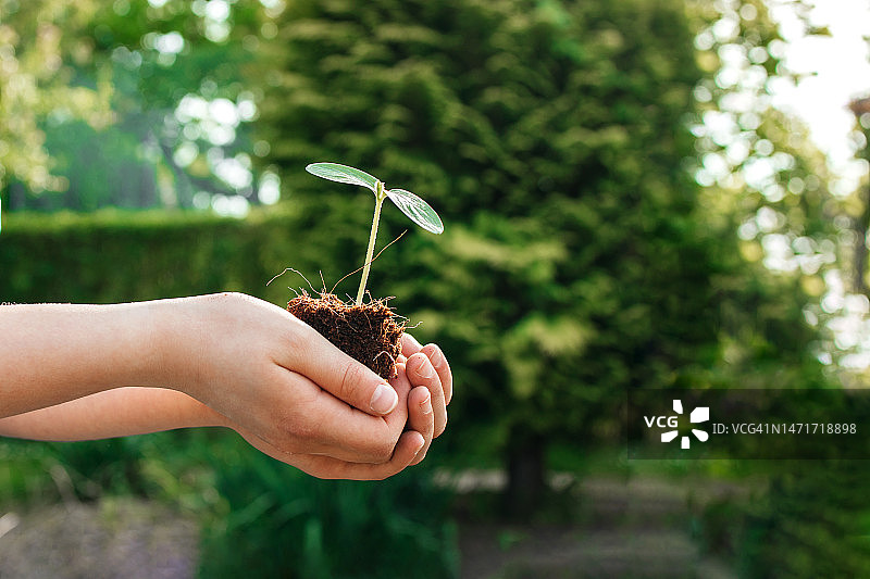孩子手中捧着带有小嫩芽的肥沃堆肥土壤，园艺和有机产品概念图片素材