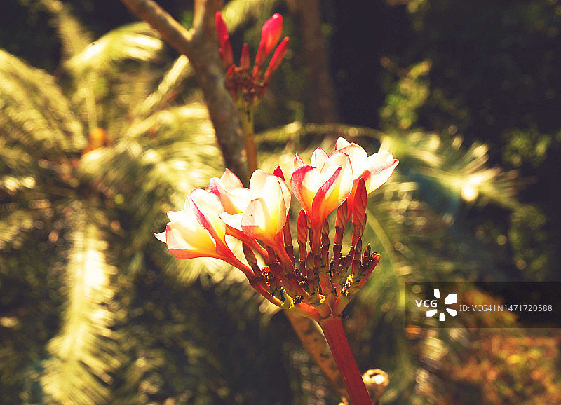 热带花卉图片素材