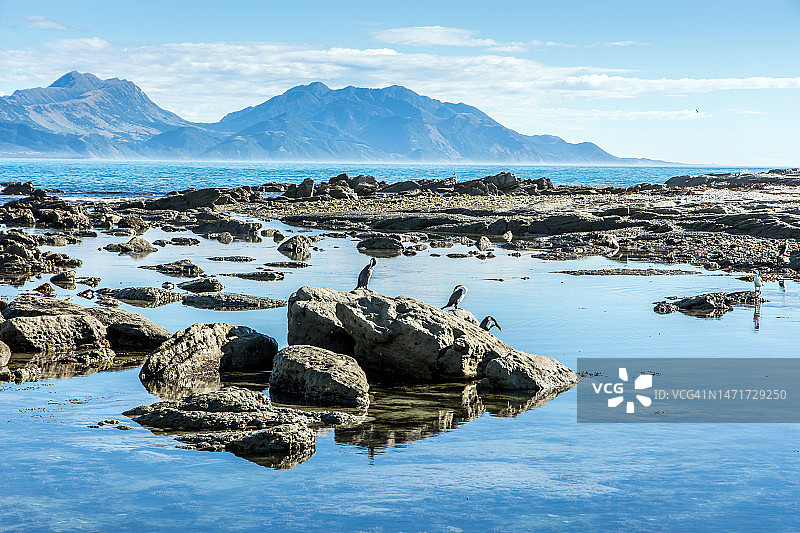 凯库拉图片素材