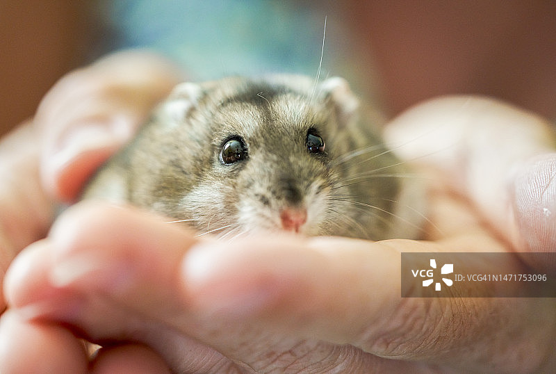 手掌上的灰色仓鼠正面特写图片素材