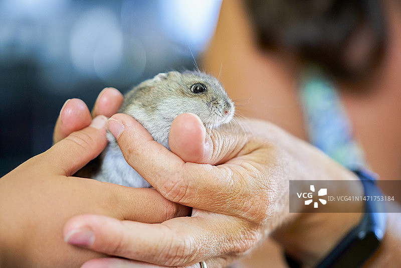 黑发女人抱着灰色仓鼠的特写图片素材