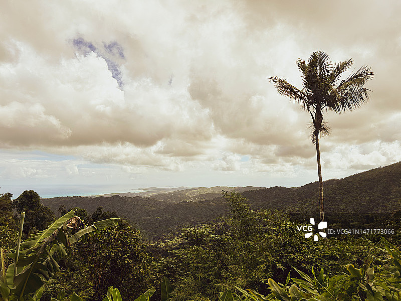 热带山脉棕榈树景观图片素材