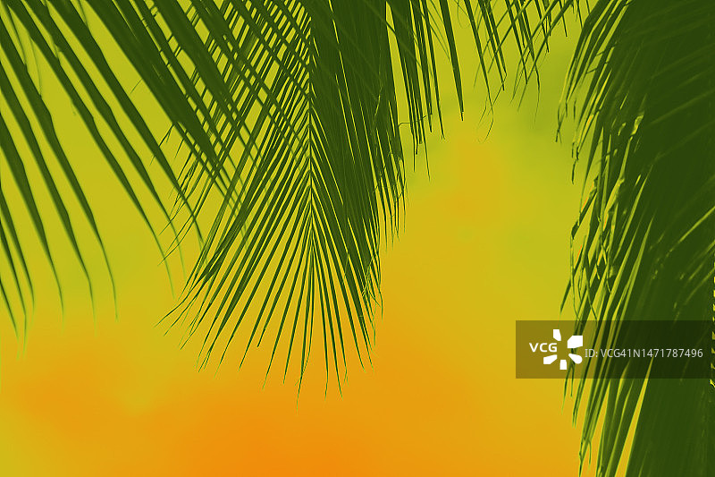 橙黄色背景下的椰子树叶图片素材