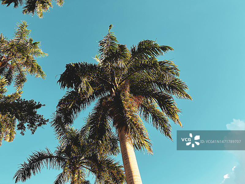 宁静的热带棕榈树景观图片素材