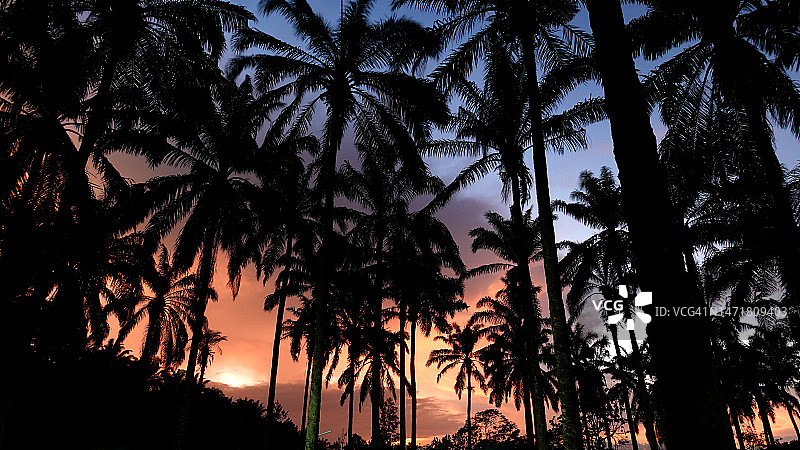 日落时分的油棕榈种植园剪影图片素材