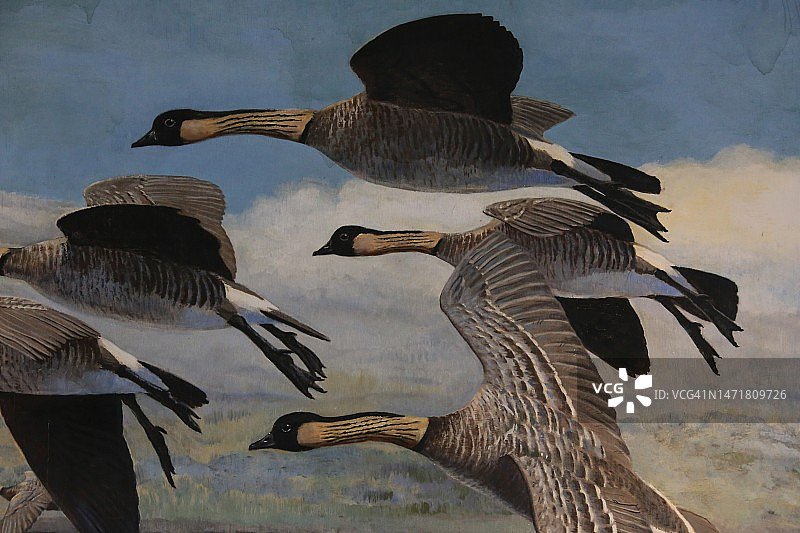 飞行中的鹅群图片素材