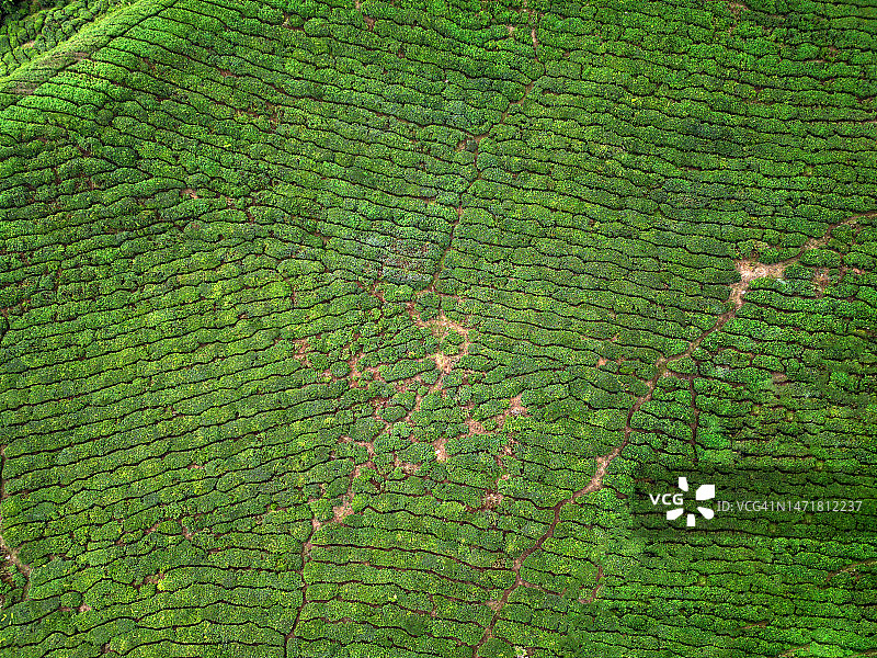 清晨金马仑高地的茶园航拍图片素材