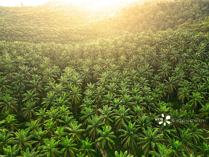 棕榈油种植园无人机航拍图片素材