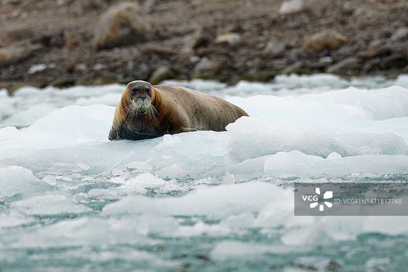 髯海豹图片素材