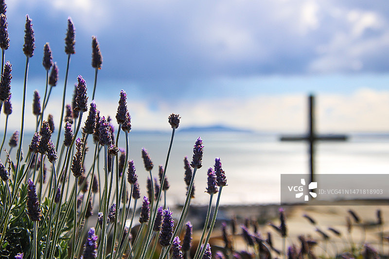 薰衣草与十字架图片素材