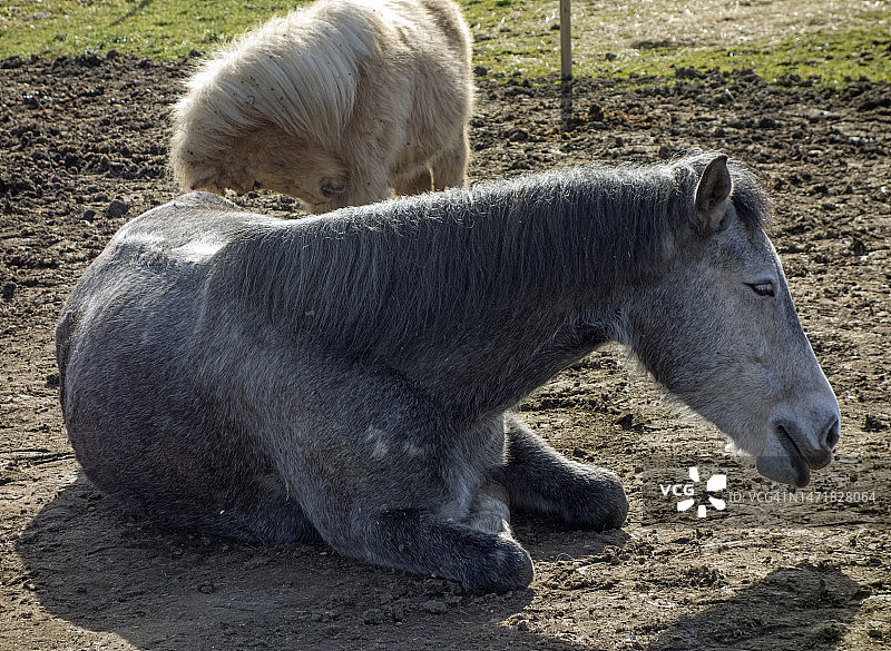 马术马厩里的宠物马图片素材