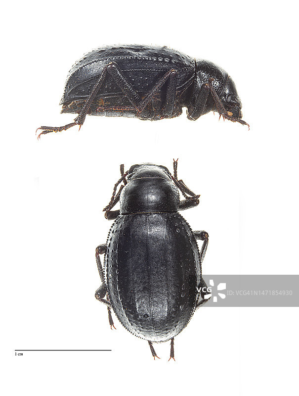 Pimelia sparsa图片素材