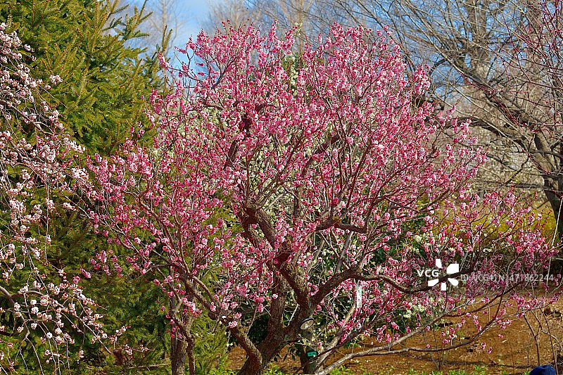 东京盛开的梅花图片素材