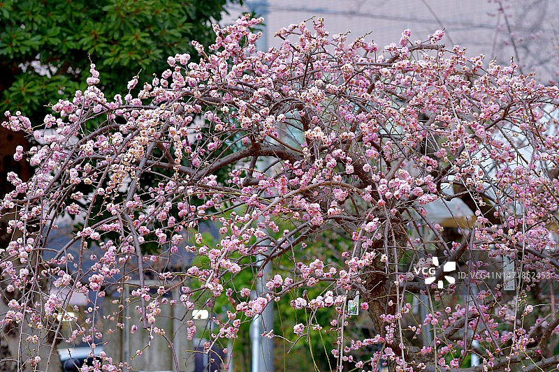 东京盛开的梅花图片素材