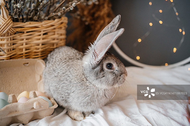 兔子和复活节彩蛋图片素材