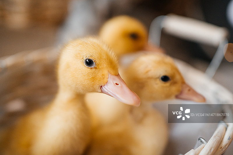柳条筐里的复活节小鹅图片素材