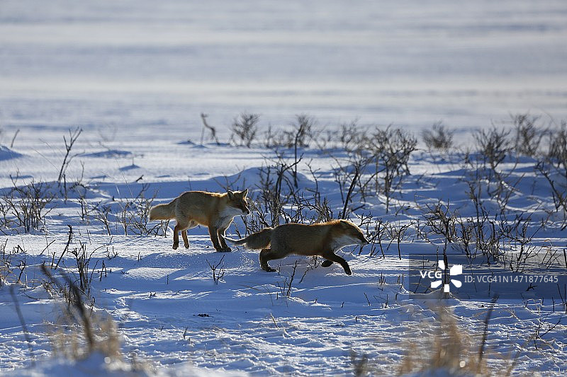 红色小狐狸图片素材