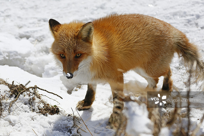 红狐狸图片素材