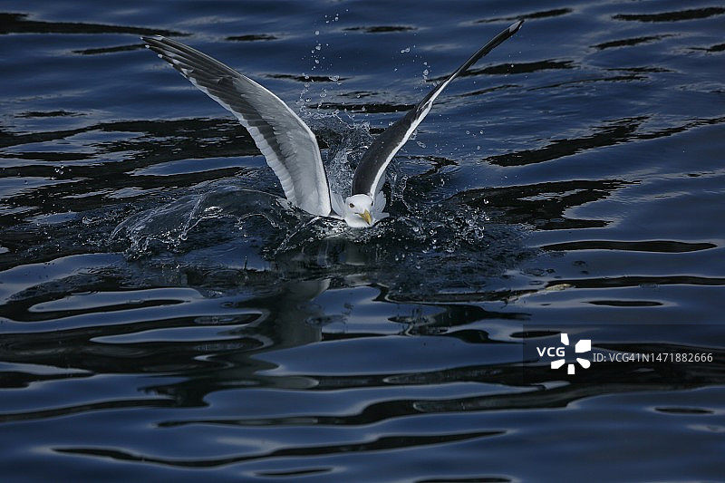灰背鸥图片素材