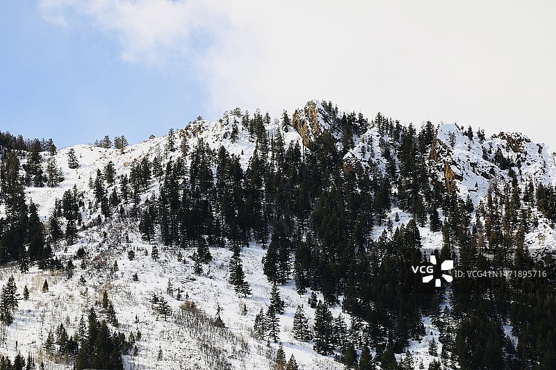 北美雪景和常绿植物图片素材