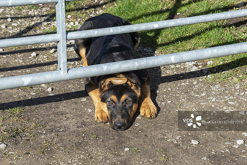 试图从门下逃脱的德国牧羊犬幼犬图片素材