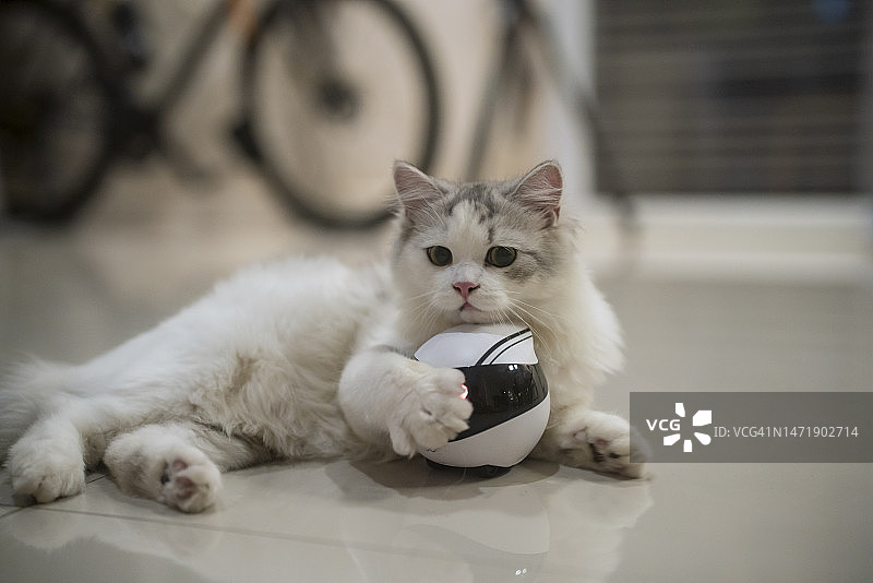 快乐的小猫喜欢和机器人玩耍。图片素材